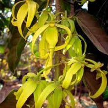 Load image into Gallery viewer, Fragrance Oil - Ylang Ylang Flora 10ml