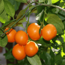 Load image into Gallery viewer, EO - Mandarin Essential Oil 10ml