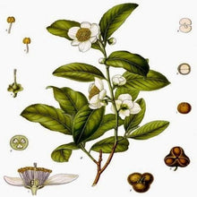 Load image into Gallery viewer, EO - Neroli Essential Oil 50ml