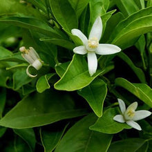 Load image into Gallery viewer, EO - Petitgrain Essential Oil 10ml