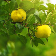 Load image into Gallery viewer, Fragrance Oil  -  Quince  10ml