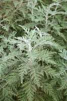 3 Everyday Remedies with Artemesia (Wilde Als)