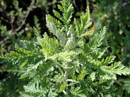 The Magic of Artemesia Afra (Wilde Als): Herbal Healing, Dog Rinse & Garden Power