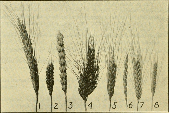 About the Ancient Grains
