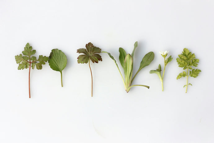 Winter Health with Herbs and Tonics