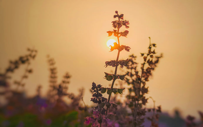 Tulsi (Holy Basil): Botanical Profile and Wellness Benefits