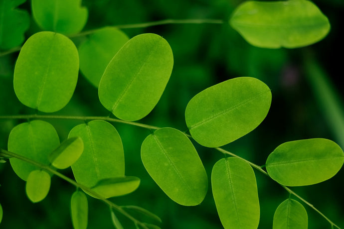Moringa: The Top Health and Beauty Benefits You Need to Know
