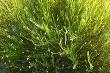 Load image into Gallery viewer, Fragrance Oil -  Rooibos 10ml
