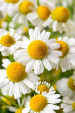 Load image into Gallery viewer, EO -  Chamomile (Roman) Essential Oil 10ml
