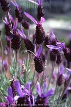 Load image into Gallery viewer, Roller Ball French Lavender Fragrance /Perfume 10 mls
