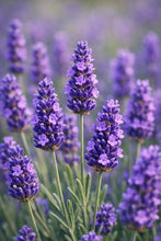 Load image into Gallery viewer, Fragrance Lavender C 50ml
