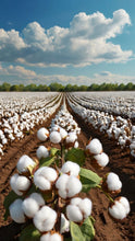 Load image into Gallery viewer, Fragrance Cotton Field 10 mls
