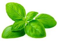 EO Basil Essential Oil 10 mls