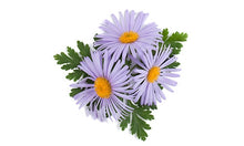 Load image into Gallery viewer, EO Chamomile Blue Essential oil 10mil
