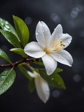 Load image into Gallery viewer, EO  - Jasmine  Essential oil 10ml
