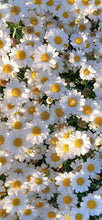 Load image into Gallery viewer, Fragrance Oil - Chamomile 10ml
