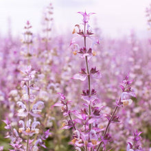 Load image into Gallery viewer, EO -  Clary Sage Essential Oil 10ml
