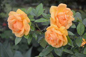 Dried Herbs- Rose Petals 15 grm