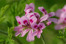 Load image into Gallery viewer, EO  - Rose Geranium Essential Oil 10ml
