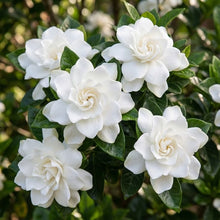 Load image into Gallery viewer, Fragrance Gardenia 10 mls
