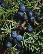 Load image into Gallery viewer, EO  -  Juniper  Essential Oil 10ml
