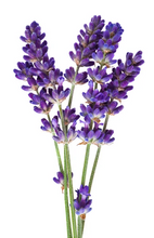 Load image into Gallery viewer, EO Lavender Essential Oil 10 mls
