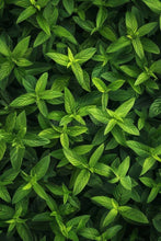 Load image into Gallery viewer, Fragrance Oil  - Lemon Verbena 10 ml
