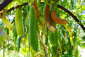 Zam  Loofa Seeds