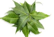 Load image into Gallery viewer, Dried Herbs- Neem leaves 20 grm
