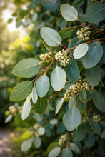 Load image into Gallery viewer, EO -  Eucalyptus Essential Oil 10ml
