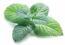 Load image into Gallery viewer, EO Spearmint Essential Oil 50 mls
