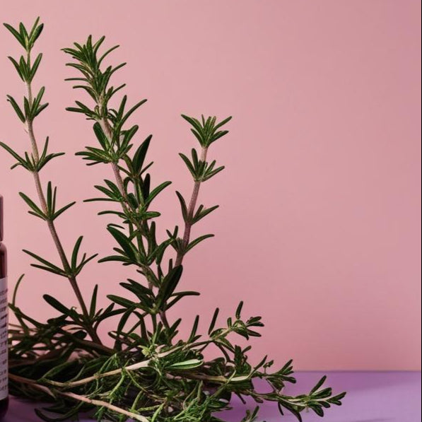 Essential Oil - Thyme 10 ml