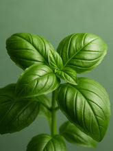Load image into Gallery viewer, EO -  Basil Essential Oil 10ml

