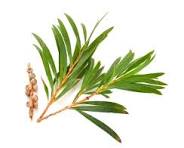 Load image into Gallery viewer, EO Tea Tree Essential Oil 10 mls
