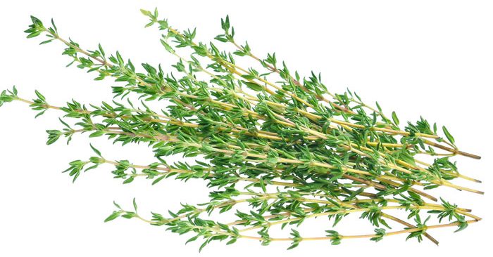 EO  - Thyme Essential Oil 10 ml