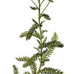 Dried Herbs- Yarrow 20 grm