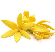 Load image into Gallery viewer, EO Ylang Ylang Essential Oil  10 mls
