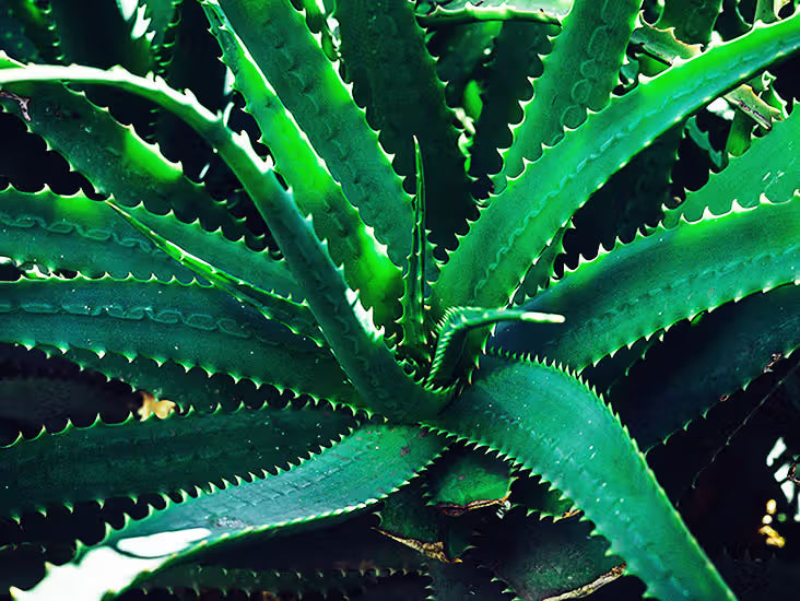 Fragrance Aloe Vera 10 mls