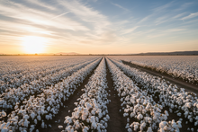 Load image into Gallery viewer, Fragrance Oil  - Cotton Fields 10ml
