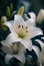 Load image into Gallery viewer, Fragrance Oil -  Lilly of the Valley 10 mls

