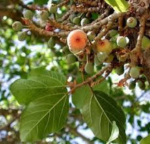 Load image into Gallery viewer, Room Spray -  No 1  Wild Sycamore Fig  - 200 mls
