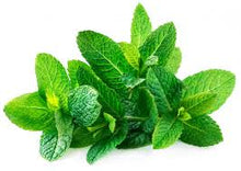 Load image into Gallery viewer, Body Wash  02 -  Spearmint  500 mls
