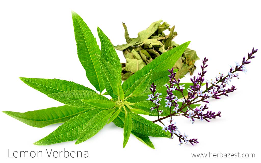 EO Lemon Verbena Essential Oil 10 mls