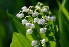 Load image into Gallery viewer, Fragrance Oil - Muguet 10ml
