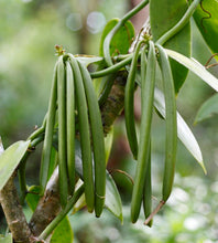 Load image into Gallery viewer, Fragrance Oil - Vanilla 2  10ml
