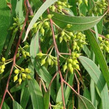Load image into Gallery viewer, EO Eucalyptus Essential Oil 50ml
