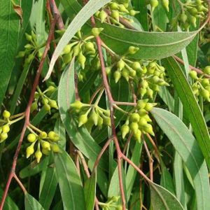 EO Eucalyptus Essential Oil 50ml