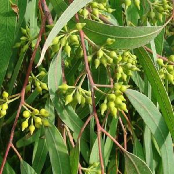 EO Eucalyptus Essential Oil 50ml