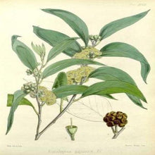 Load image into Gallery viewer, EO Eucalyptus Essential Oil 50ml
