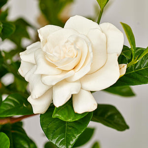 Fragrance  Oil Gardenia 10 mls